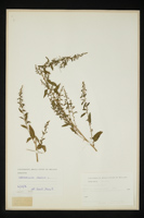 Chenopodium urbicum
