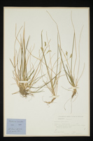 Sesleria varia