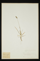 Sesleria varia