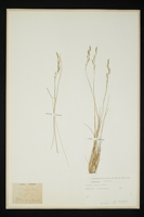 Festuca varia