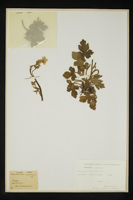 Ranunculus velutinus