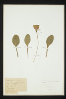 Primula veris