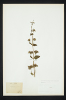 Scrophularia vernalis