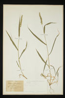 Setaria verticillata