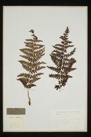 Dryopteris villarii