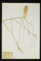 Pennisetum villosum
