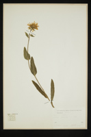 Hieracium villosum