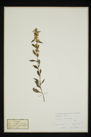 Solidago virga-aurea