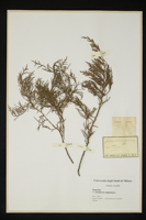 Juniperus virginiana