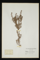 Juniperus virginiana pendula