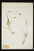 Setaria viridis