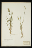 Setaria viridis