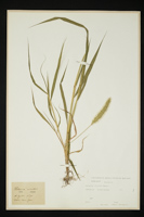 Setaria viridis