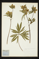 Helleborus viridis