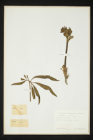 Helleborus viridis