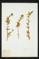 Forsythia viridissima