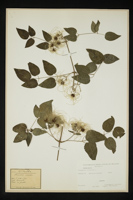 Clematis vitalba