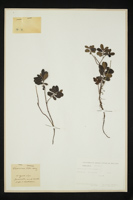 Vaccinium vitis-idaea