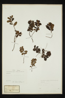 Vaccinium vitis-idaea