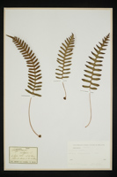 Polypodium vulgare