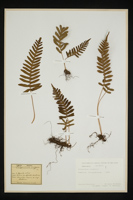 Polypodium vulgare