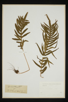 Polypodium vulgare