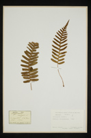 Polypodium vulgare