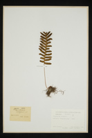 Polypodium vulgare