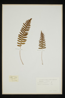 Polypodium vulgare