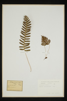 Polypodium vulgare