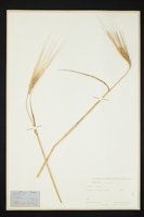 Hordeum vulgare