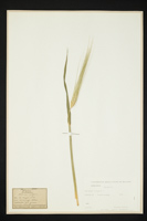 Hordeum vulgare