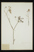 Foeniculum vulgare