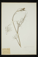 Foeniculum vulgare