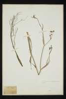 Foeniculum vulgare