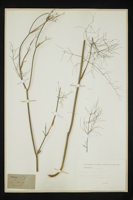 Foeniculum vulgare