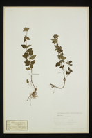 Clinopodium vulgare
