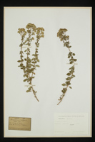 Origanum vulgare