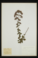 Origanum vulgare