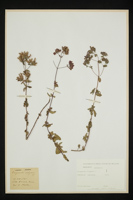 Origanum vulgare