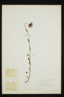 Leucanthemum vulgare
