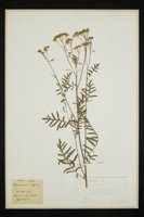 Tanacetum vulgare