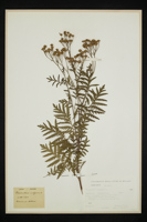 Tanacetum vulgare