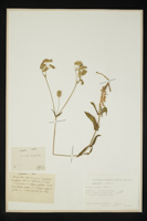 Silene vulgaris