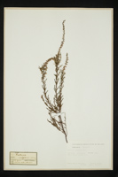 Calluna vulgaris