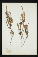 Calluna vulgaris