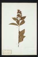 Lysimachia vulgaris