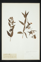 Lysimachia vulgaris