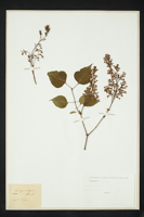 Syringa vulgaris