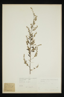 Artemisia vulgaris